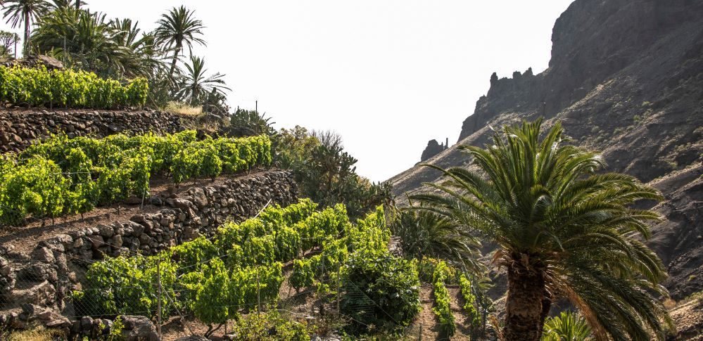 VI Encuentro de AgroEnoturismo de Canarias en Agulo – La Gomera