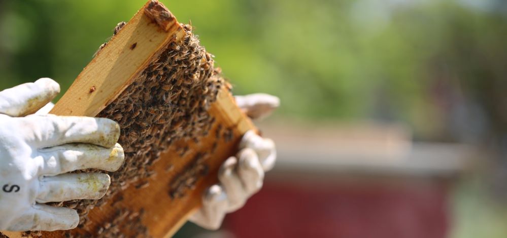 El Cabildo de La Gomera apuesta por la formación en el sector primario con un curso sobre apicultura