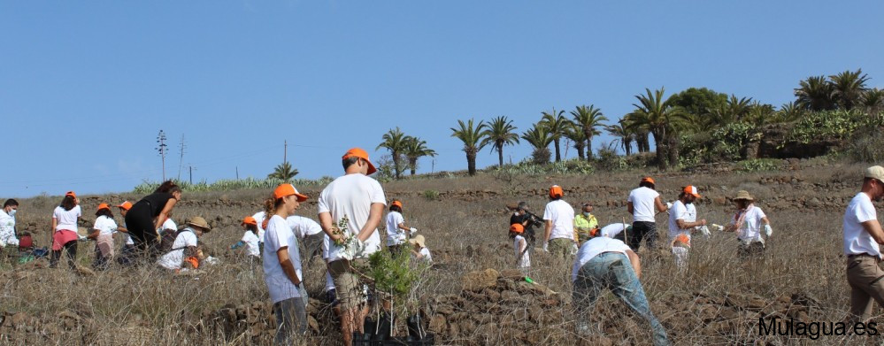 El Cabildo concluye el programa del Día insular del Árbol con una actividad de plantación y convivencia