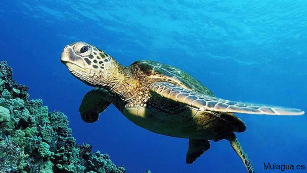 Transición Ecológica presenta un protocolo para la atención a los varamientos de tortugas marinas