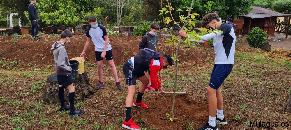 Los municipios canarios vuelven a plantar «un árbol por Europa»